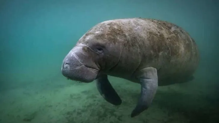 Florida Manatee