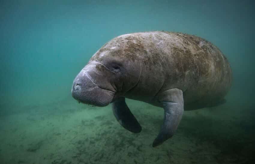 How Do Animals Adapt To Their Environment? 5 Florida Manatee
