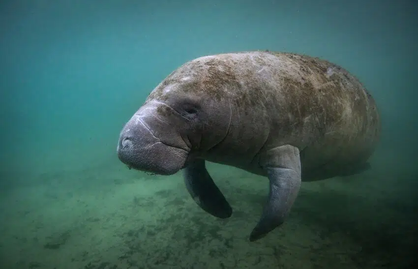 Florida Manatee