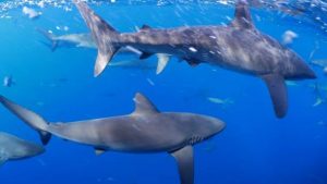 Galapagos Shark