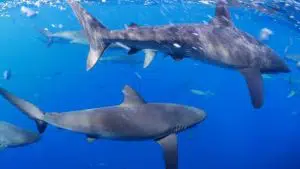 20 Different Types of Sharks Around the World 10 Galapagos Shark