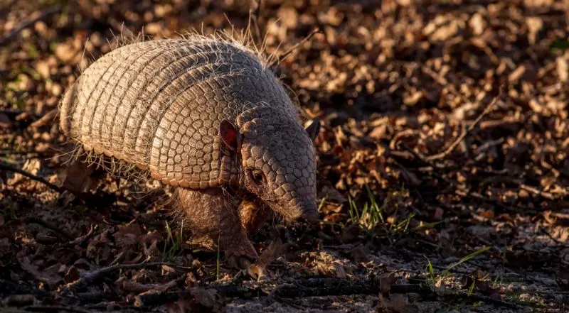 Giant Armadillo: Is This Species Endangered? 1 Giant Armadillo