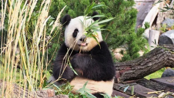 Giant Panda
