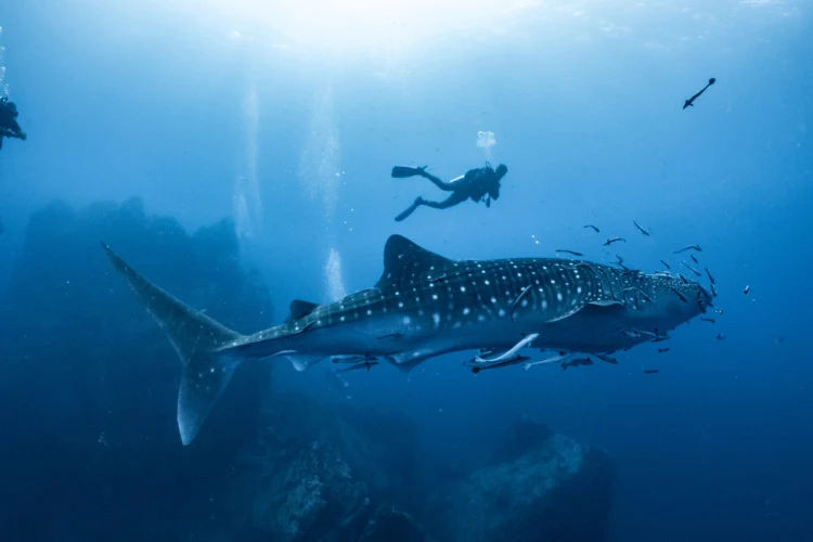 Whale shark swimming underwater with scuba divers