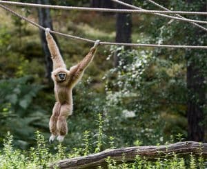 12 Types of Monkeys from Around the World 12 Gibbons