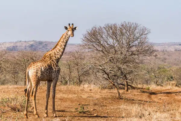 Wildlife Conservation Society