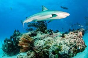 20 Types of Sharks Around the World 10 Gray Reef Shark