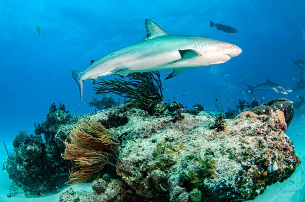20 Different Types of Sharks Around the World 11 Gray Reef Shark
