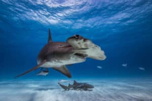 20 Types of Sharks Around the World 3 Great Hammerhead
