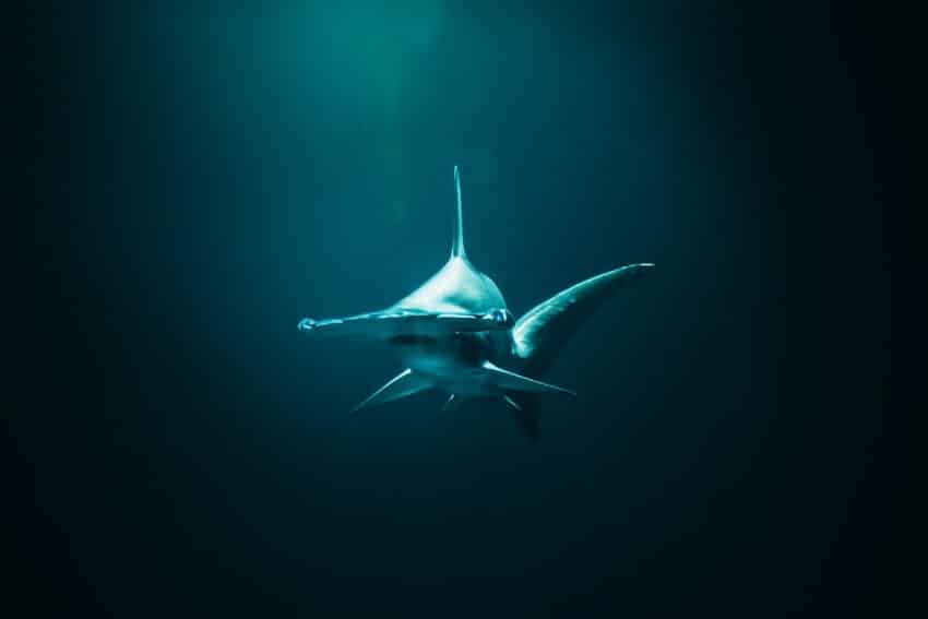 Great Hammerhead Shark 1 Great Hammerhead Shark