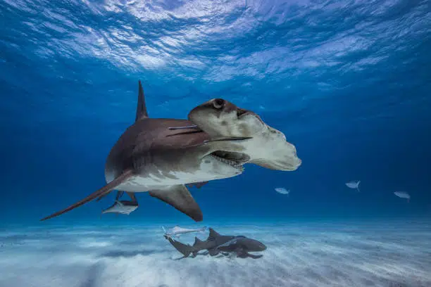 Great Hammerhead