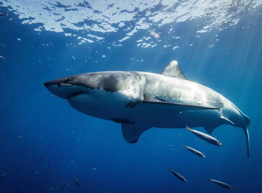 17 Cruel Animals Around the World 7 Great White Shark