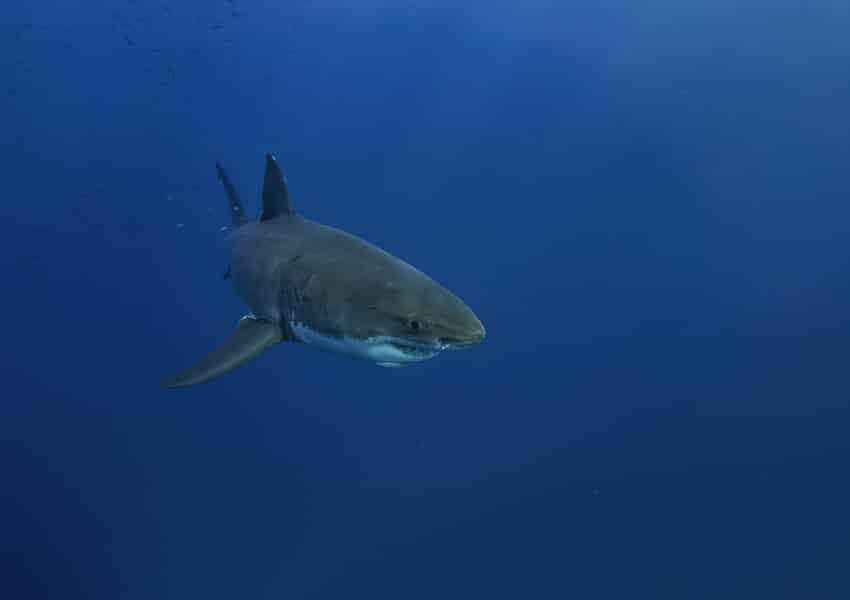 Great White Shark: Is This Animal Endangered? 1 Great White Shark