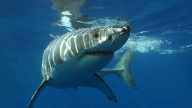 Great White Shark: Is This Animal Endangered? 4 Up Close Shot of a Great White Shark