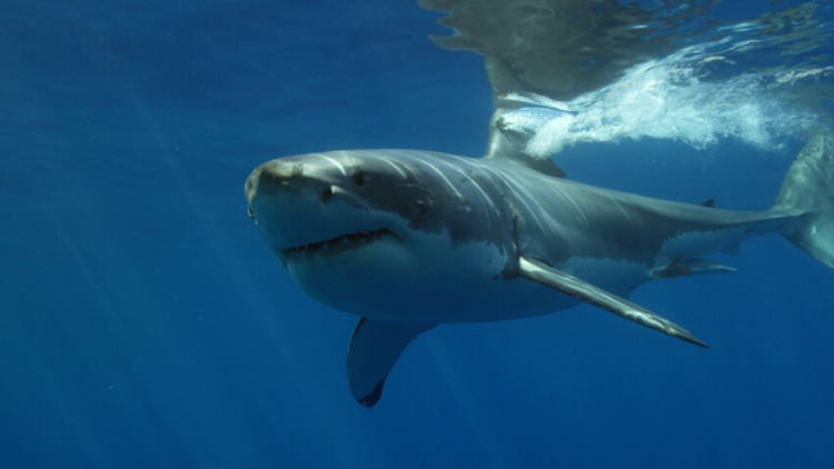 Great White Shark in the Shallow
