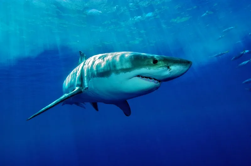 Great White Shark: Is This Animal Endangered? 3 white Shark / Great white shark in the deep blue water