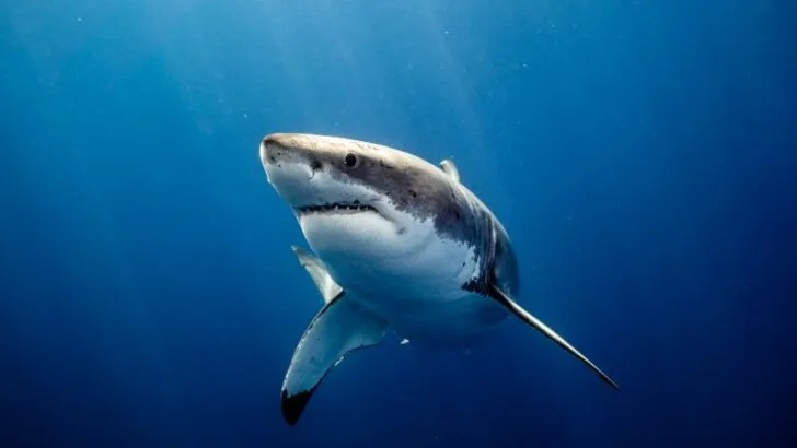 Closeup of Great White Shark