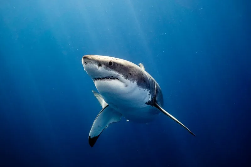 Closeup of Great White Shark
