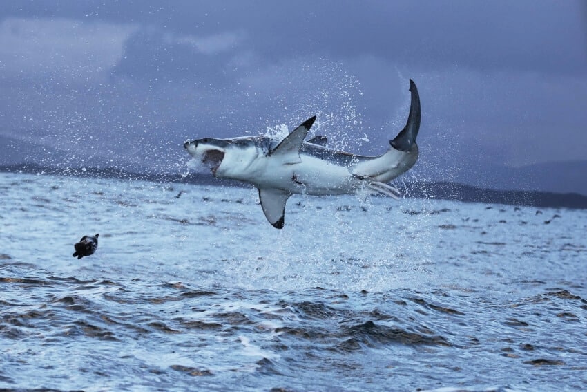 Great White Shark: Is This Animal Endangered? 3 Great White Shark Jumping From the Ocean