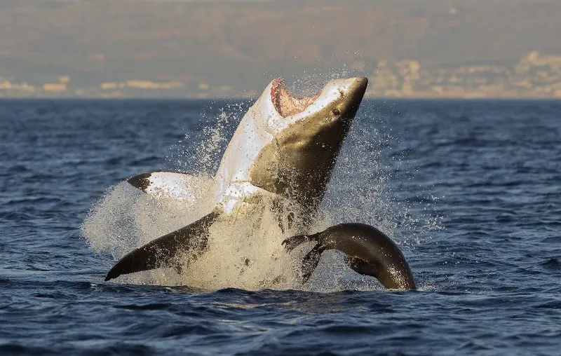 Great White Shark above water surface