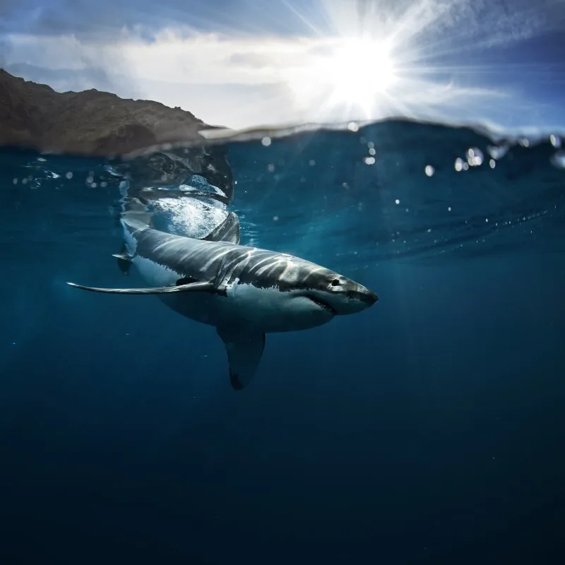 Great White Shark below water surface