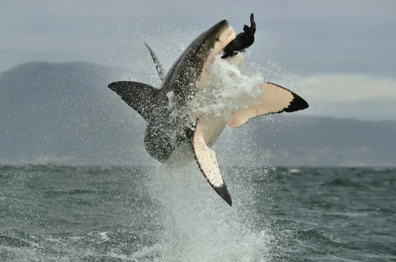 Great White Shark: Is This Animal Endangered? 4 Great White Shark Hunting
