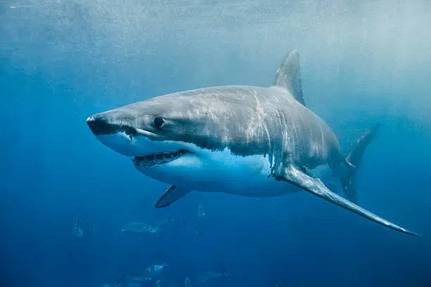 20 Different Types of Sharks Around the World 7 Great White Shark