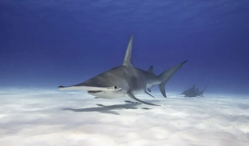 Side view of  Great hammerhead shark