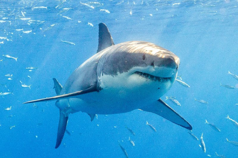 Great White shark front view