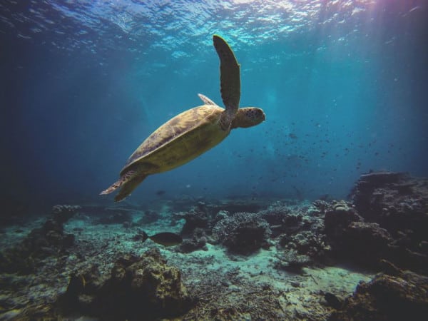 North American Organizations 3 Green Sea Turtle