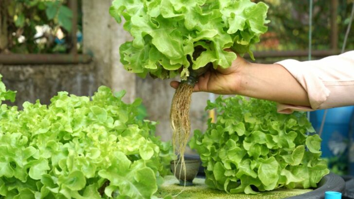 Hand of farmer holding green oak plant