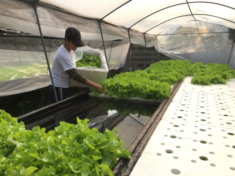 Farmer harvesting the plant grown in aquaponics