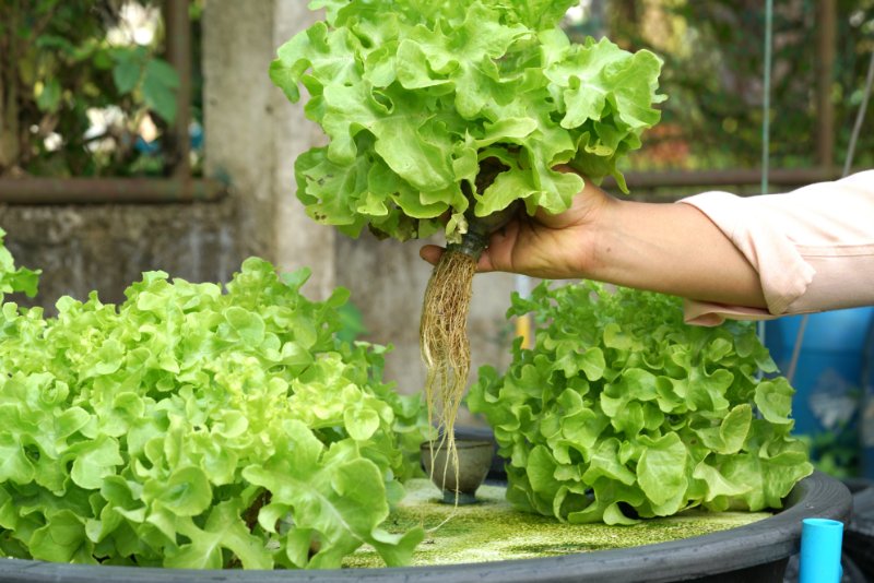 Hand of farmer holding green oak plant