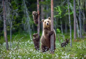 12 Different Types of Bears From Around the World 10 Grizzly Bear