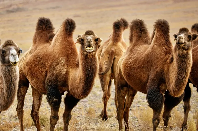 3 Bactrian camel looking towards camera
