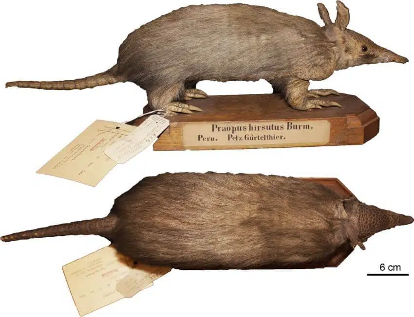 Hairy Long-Nosed Armadillo: Is This Species Endangered? 1 Hairy Long-nosed Armadillo