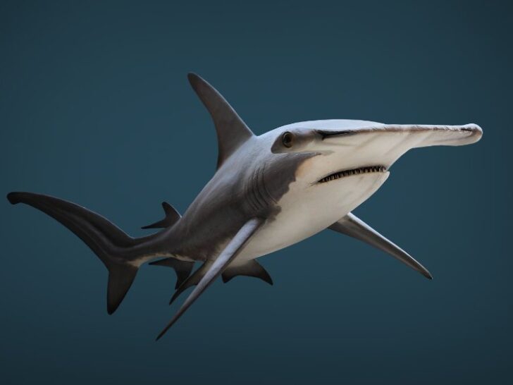 Side view of The Great Hammerhead Shark