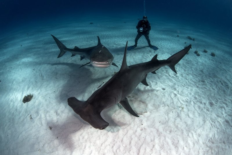 Underwater view of Tiger shark, Great hammerhead and diver