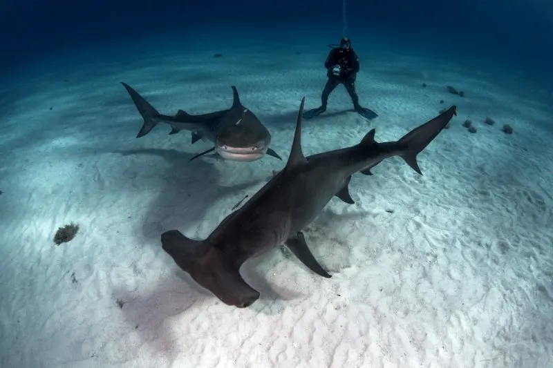 Great Hammerhead Shark 5 Underwater view of Tiger shark, Great hammerhead and diver