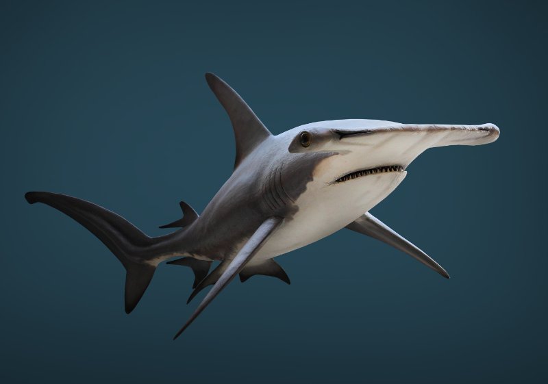 Side view of The Great Hammerhead Shark