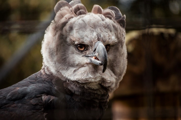 Harpy Eagle