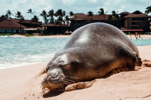 Hawaiian Monk Seal