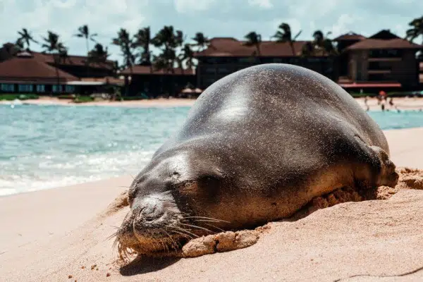 Hawaiian Monk Seal