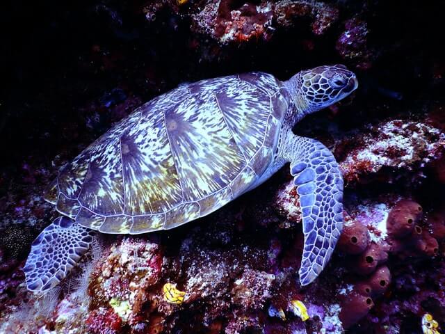 Hawksbill Sea Turtle: Overview & Conservation Efforts