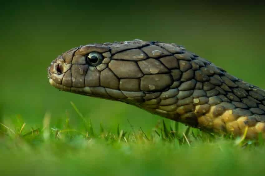 Head of a King Cobra