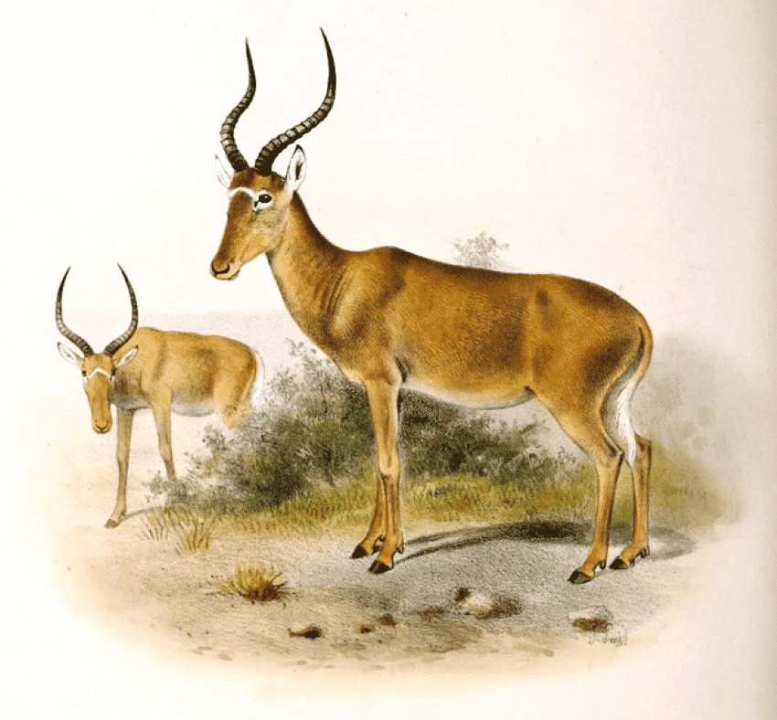 Hirola Antelope