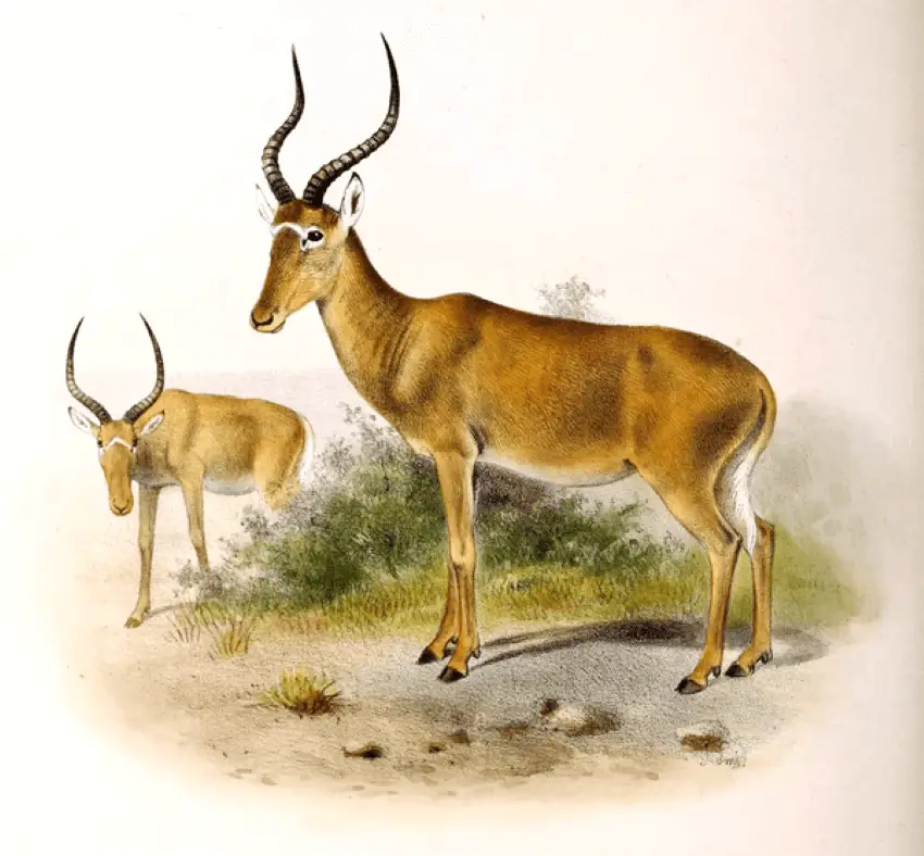 Hirola Antelope: Why Is It Endangered? 1 Hirola Antelope