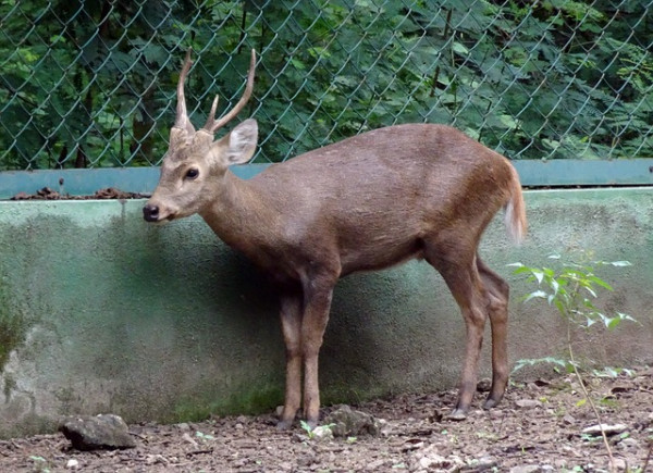 Types of deer-Hog Deer