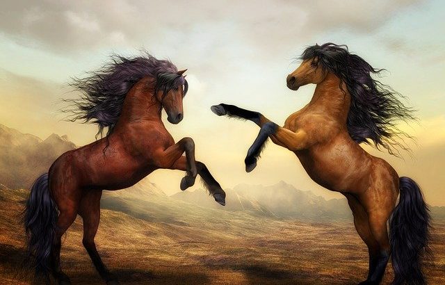 types of horses