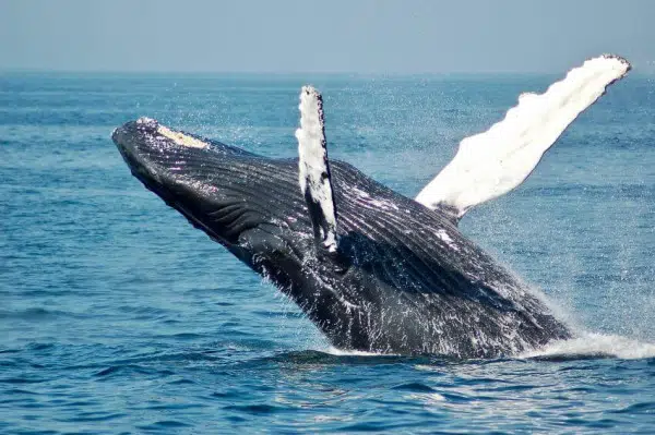 Whale Hunting 1 Humpback Whale